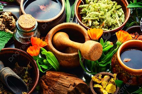 Set Tanaman Herbal Homeopati Segar Dan Kering Dalam Pengobatan Herbal
