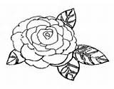 Rose Coloring Garden Coloringcrew sketch template