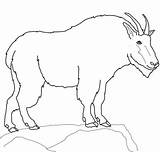 Goat Mountain Coloring Pages Drawing Goats Baby Boer Printable Color Rocky Clipart La Nubian Getdrawings Compromise Pygmy Supercoloring Kids Categories sketch template
