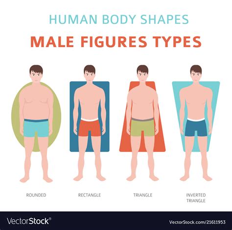 Human Body Shapes Male Figures Types Set Vector Image