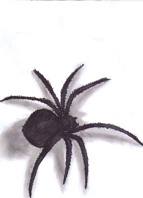 spider drawing  shawneerr  deviantart