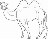 Colorat Camel Animale Desene Planse Salbatice Fise Camile Mamifere Dragoart Piramide Dessiner Poze sketch template