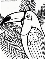 Coloring Toucan Popular sketch template