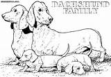 Coloring Dachshund Pages Family sketch template