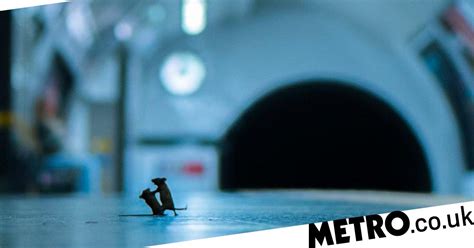 mice brawling at a london underground station wins wildlife