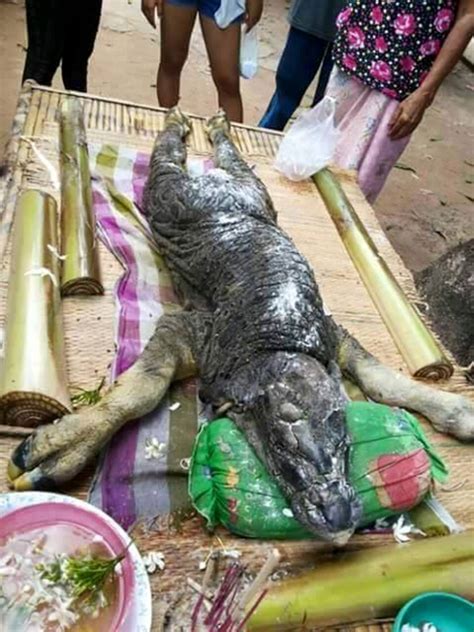 crocodile buffalo hybrid photographed in thailand and