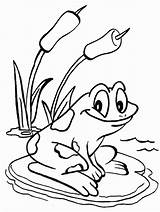 Coloring Frog Cartoon Pages Popular sketch template