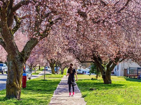 Where To See Cherry Blossoms In Canada Reader S Digest Canada