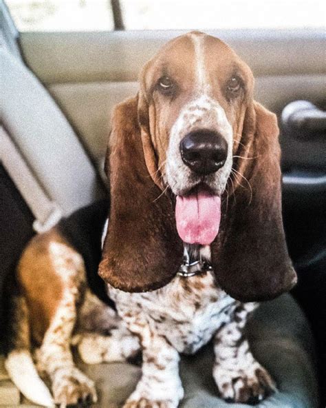 reasons  basset hounds  absolutely incredible breed page    petpress