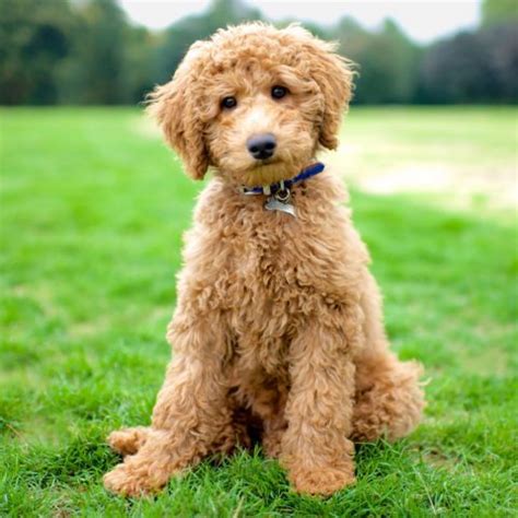 labradoodle  bordoodle breed comparison mydogbreeds