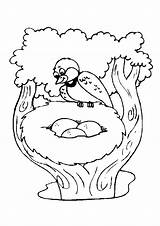 Coloring Pages Bird Nest Para Colorir Ninho Clipart Colouring Passaro Printable Library Books Previous sketch template