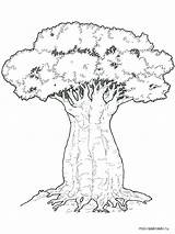 Coloring Tree Baobab Pages Oak Elm Trees Getcolorings Getdrawings Printable Pngkit Colorings sketch template