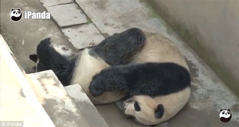 lu lu the panda sets new sex record in china lasting 18 minutes daily