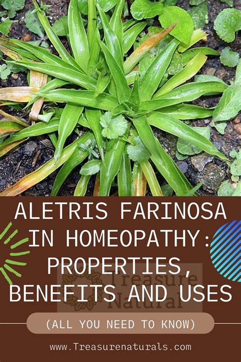 aletris farinosa  homeopathy properties benefits