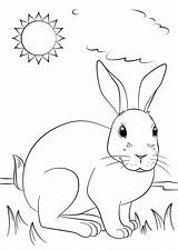 Lapin Realiste Profite Soleil Rabbits Pobarvanke Supercoloring Easter sketch template