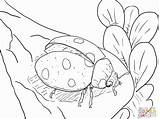 Coloring Pages Ladybug Realistic Ladybugs Kids Print Printable Coloring4free Fly Ready Drawing Main Butterfly Super sketch template