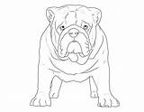 Ausmalbilder Bulldogge Englische Ausdrucken Hund Malen sketch template