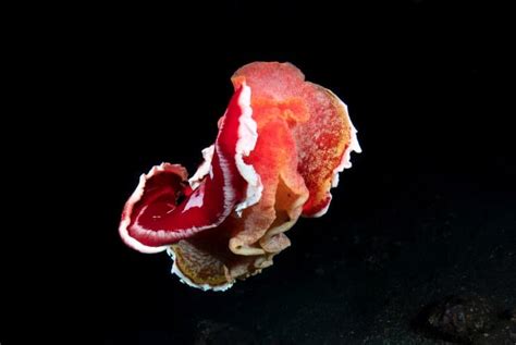 spanish dancer sea slug facts fact animal
