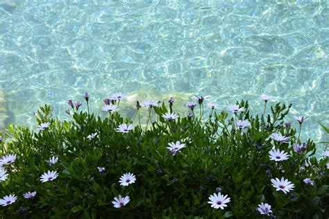 무료 이미지 경치 잔디 목초지 여름 녹색 여행 식물학 플로라 야생화 꽃들 터키 생태계 살아있는 자연