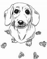 Dog Coloring Pages Dachshund Printable Color Weiner Wiener Sausage Drawing Adult Colouring Dogs Sheets Draw Wood Adults Drawings Animal Doxie sketch template