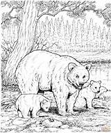 Bear Family Coloring Pages American Printable Bears Animals Adult Adults Hard Color Baby Cub African Famille Ours Grizzly sketch template