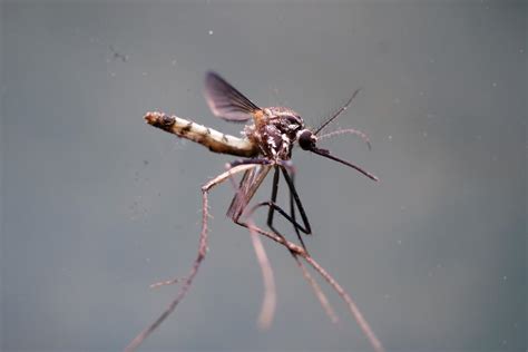 mosquito drone  sale drone hd wallpaper regimageorg