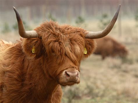 highland cattle interesting facts photographs  wildlife