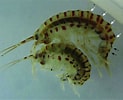Afbeeldingsresultaten voor "echinogammarus Pirloti". Grootte: 123 x 100. Bron: www.researchgate.net