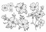 Dogwood Flowers Vector Tree Drawn Hand Blossom Flower Sketch Drawing Clipart Vectors Getdrawings Floral Pattern Spring Paintingvalley Edit sketch template