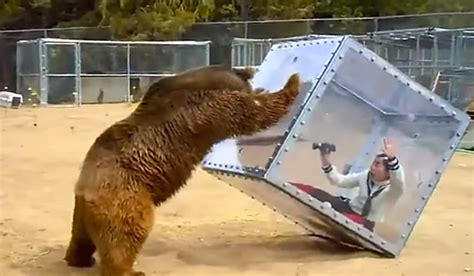 New Japanese Game Show Lets Bears Attack People Inside A Box Cinemablend