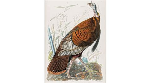 1827 audubon wild turkey or great american cock illustration digital