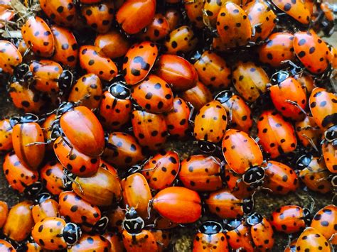 ladybugs   buy friendship yard garden report