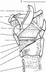 Larynx Cord Trachea Cartilage Throat Spinal Fold Epiglottis Conus Thyroid Vocal Vestibular Coloring Template Pages sketch template