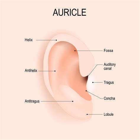 outer ear anatomy location  function