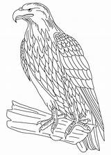 Eagle Bald Getdrawings Coloring American sketch template