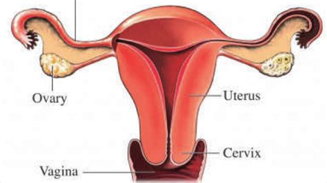 female reproductive system functions youtube