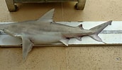 Afbeeldingsresultaten voor "carcharhinus Fitzroyensis". Grootte: 172 x 100. Bron: www.eisk.cn
