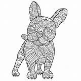 Colorear Perro Pitbull Chihuahua sketch template