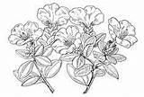 Rhododendron Coloring Drawing Flower Pages Fireweed sketch template
