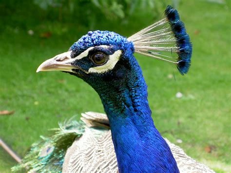 free download wallpaper hd peacock most beautiful bird high