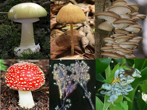reino fungi  es caracteristicas  clasificacion significados