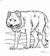 Grassland Colorings Roxanne Tiere Animalplace Malvorlagen Getdrawings Hunde Wölfe sketch template