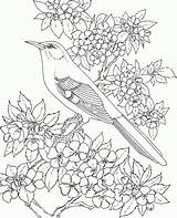 Mockingbird Passaros Riscos Colorir Bordar Desenhos Risco Fiori Uccelli Visitar sketch template