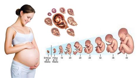 pregnancy development week by week first trimester youtube