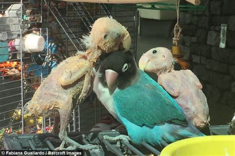 bald birds find love in polyamorous relationship