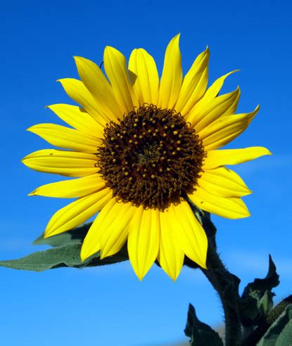 living  good life   sunflower  lola cons