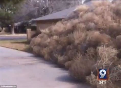 tumbleweeds bury house after storm in texas daily mail online