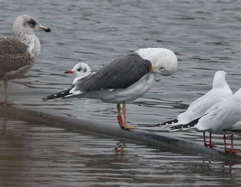Mark James Pearson Colour Ringed Gulls In Hackney