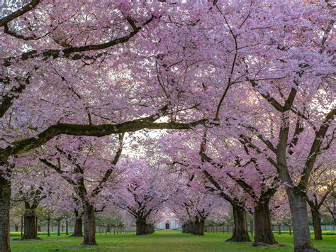 beautiful flowering trees    identify  earthcom