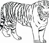 Tiger Bengal Drawing Clipartmag sketch template